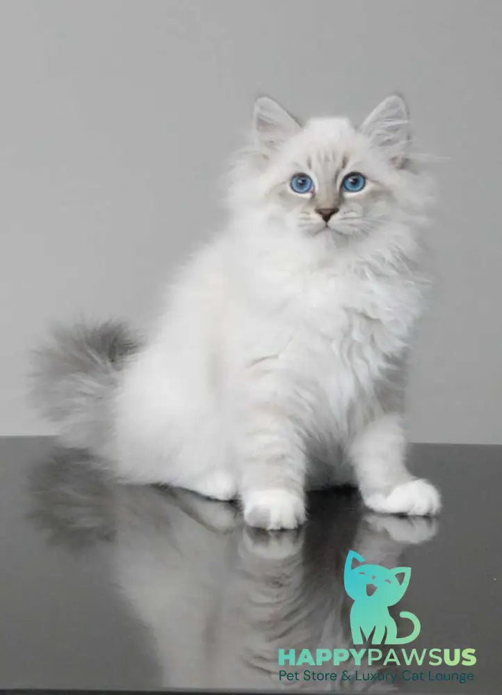 Zodiac Neva Masquerade male blue tabby pointed with white - live animals
