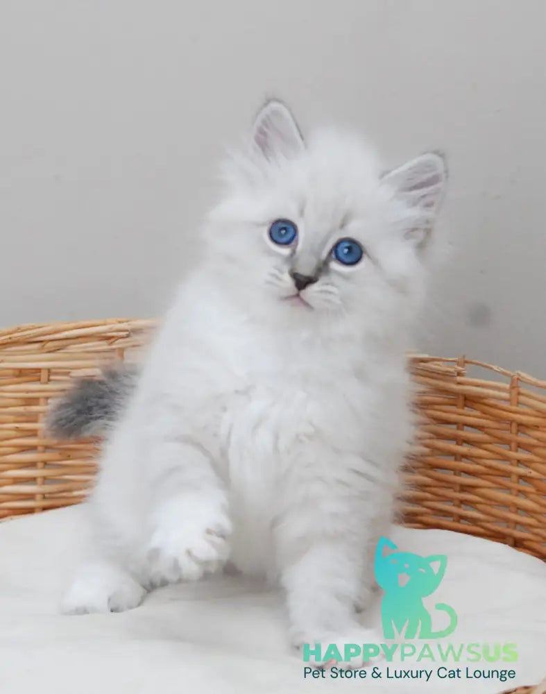 Zоdiac Neva Masquerade male blue tabby pointed with white live animals