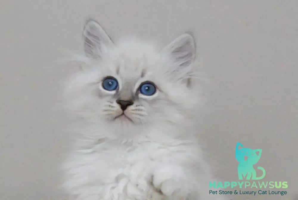 Zоdiac Neva Masquerade male blue tabby pointed with white live animals