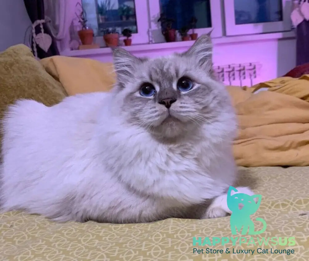 Zоdiac Neva Masquerade male blue tabby pointed with white live animals