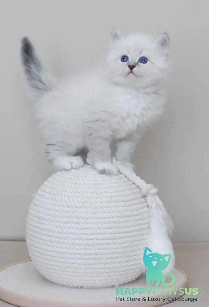 Zоdiac Neva Masquerade male blue tabby pointed with white live animals