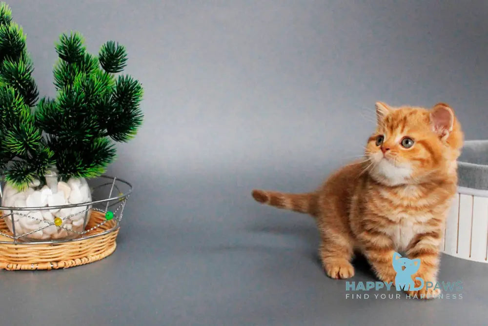 Zodiak Scottish Straight male cinnamon tabby live animals