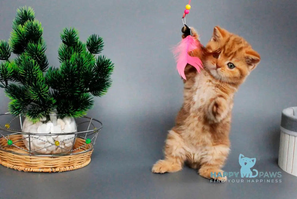 Zodiak Scottish Straight male cinnamon tabby live animals