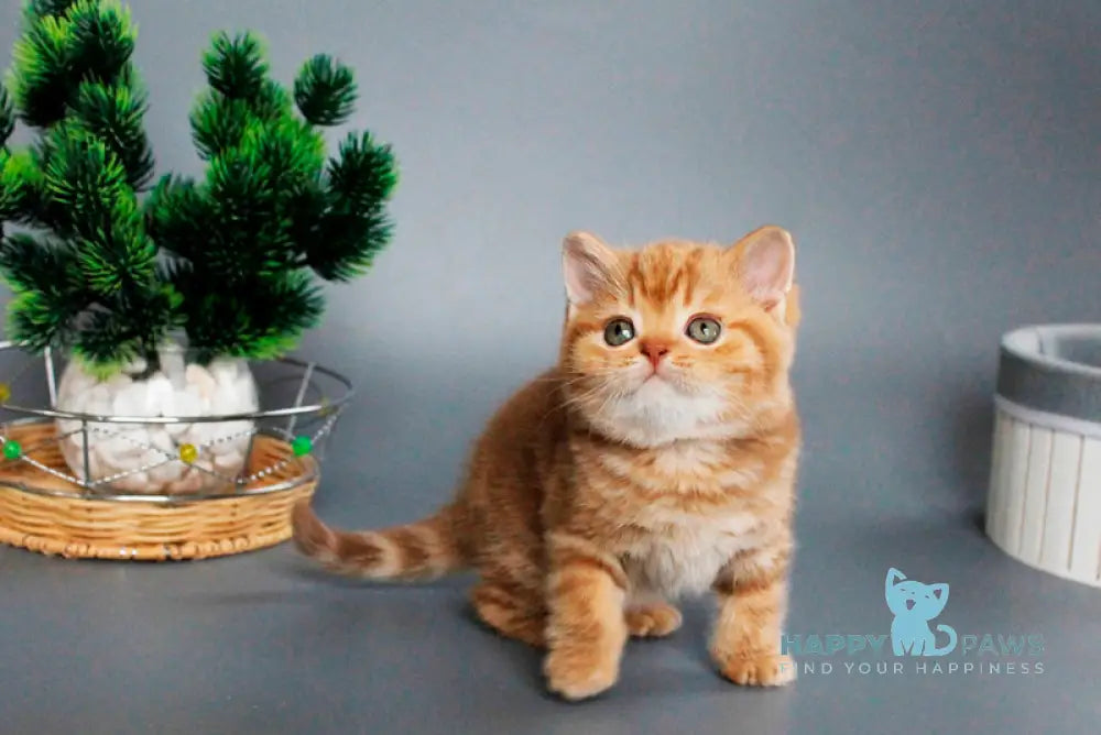 Zodiak Scottish Straight male cinnamon tabby live animals