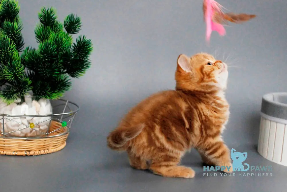 Zodiak Scottish Straight male cinnamon tabby live animals