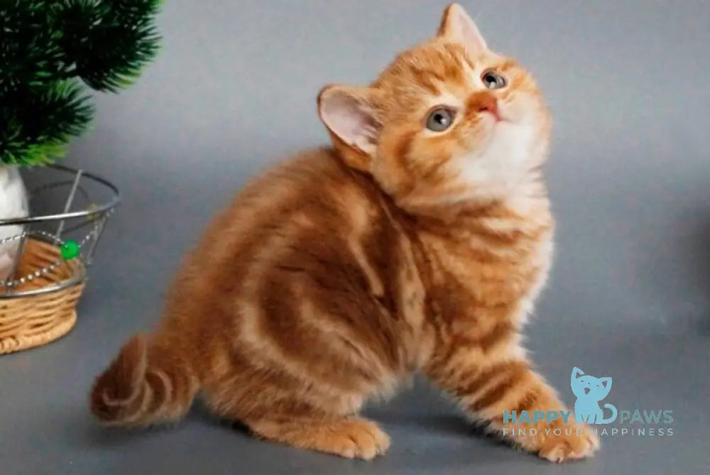 Zodiak Scottish Straight male cinnamon tabby live animals