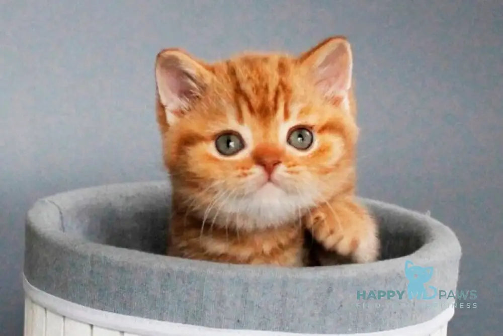 Zodiak Scottish Straight male cinnamon tabby live animals