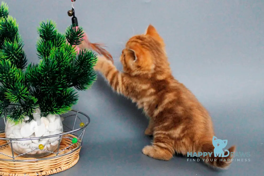 Zodiak Scottish Straight male cinnamon tabby live animals