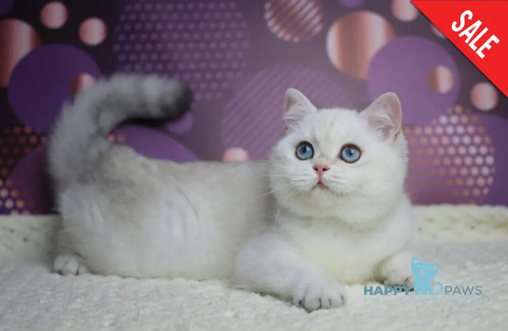 Zoe British Shorthair female black silver shaded pointed live animals