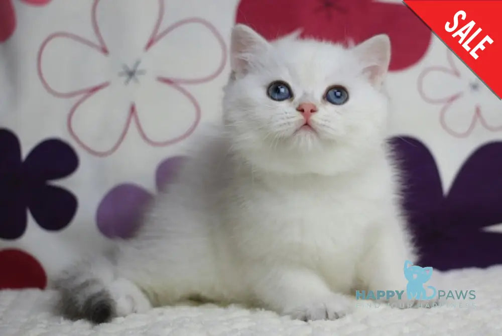 Zoe British Shorthair female black silver shaded pointed live animals