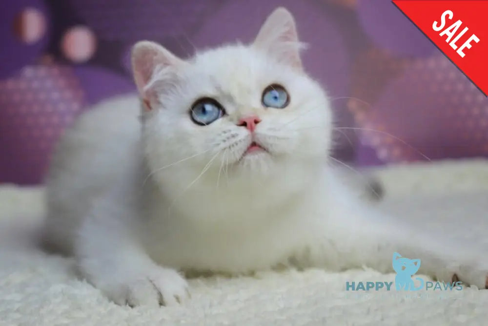 Zoe British Shorthair female black silver shaded pointed live animals