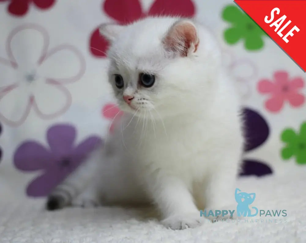 Zoe British Shorthair female black silver shaded pointed live animals