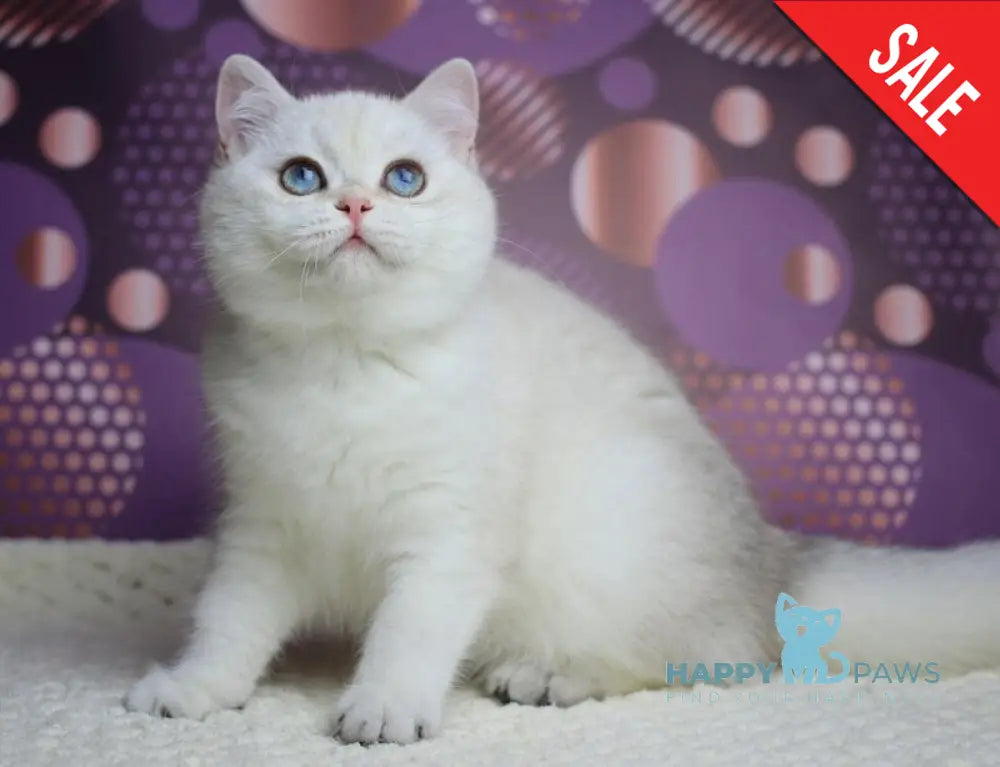 Zoe British Shorthair female black silver shaded pointed live animals