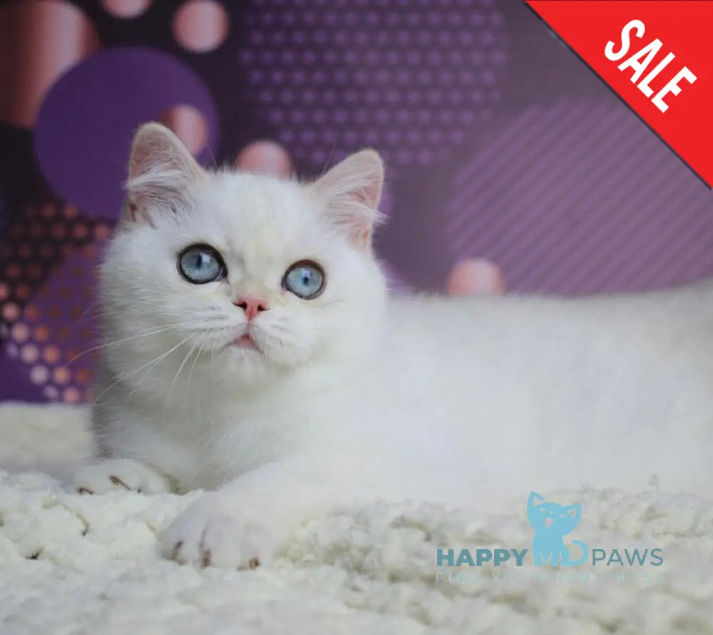 Zoe British Shorthair female black silver shaded pointed live animals