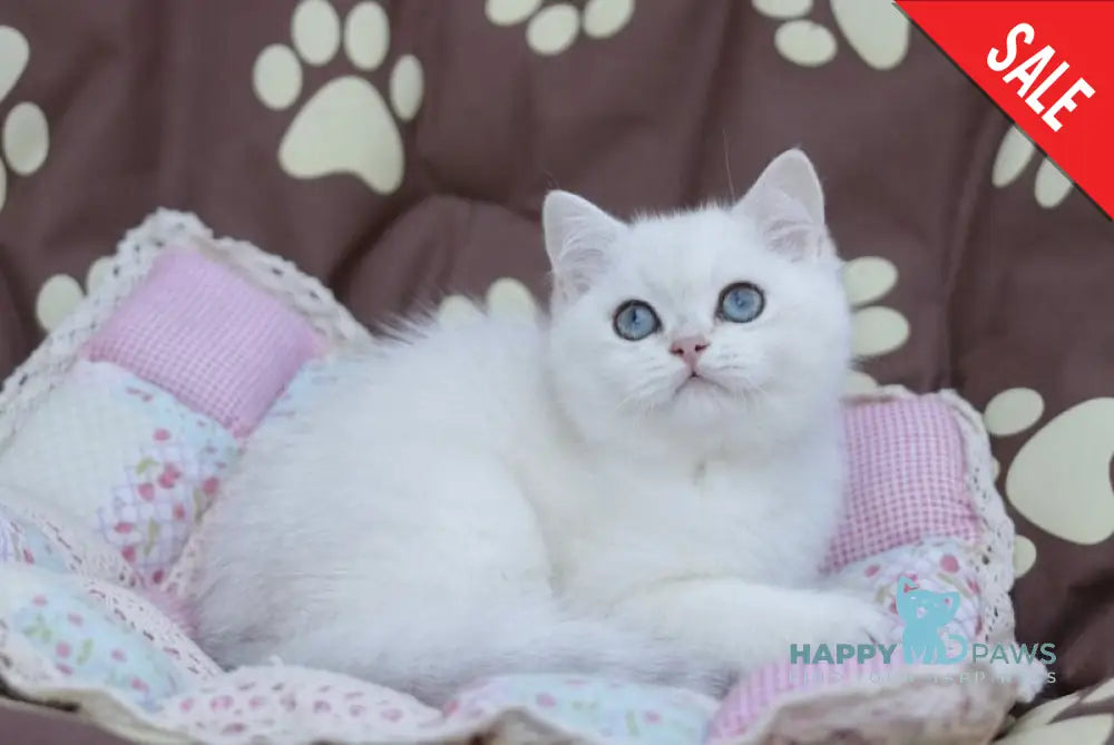 Zoe British Shorthair female black silver shaded pointed live animals