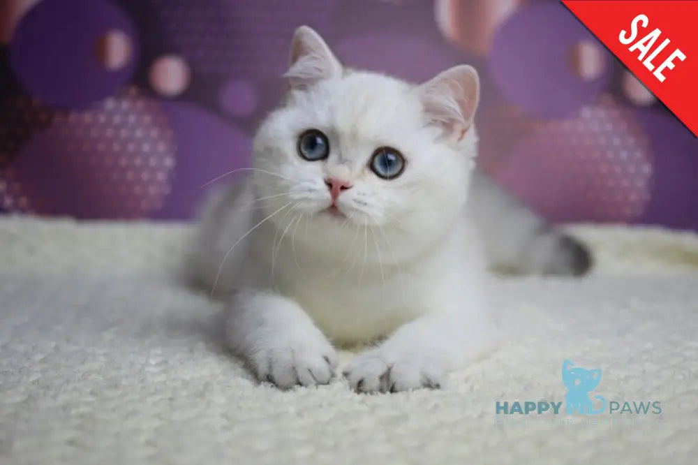 Zoe British Shorthair female black silver shaded pointed live animals
