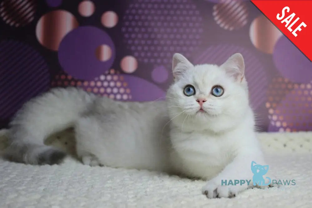 Zoe British Shorthair female black silver shaded pointed live animals