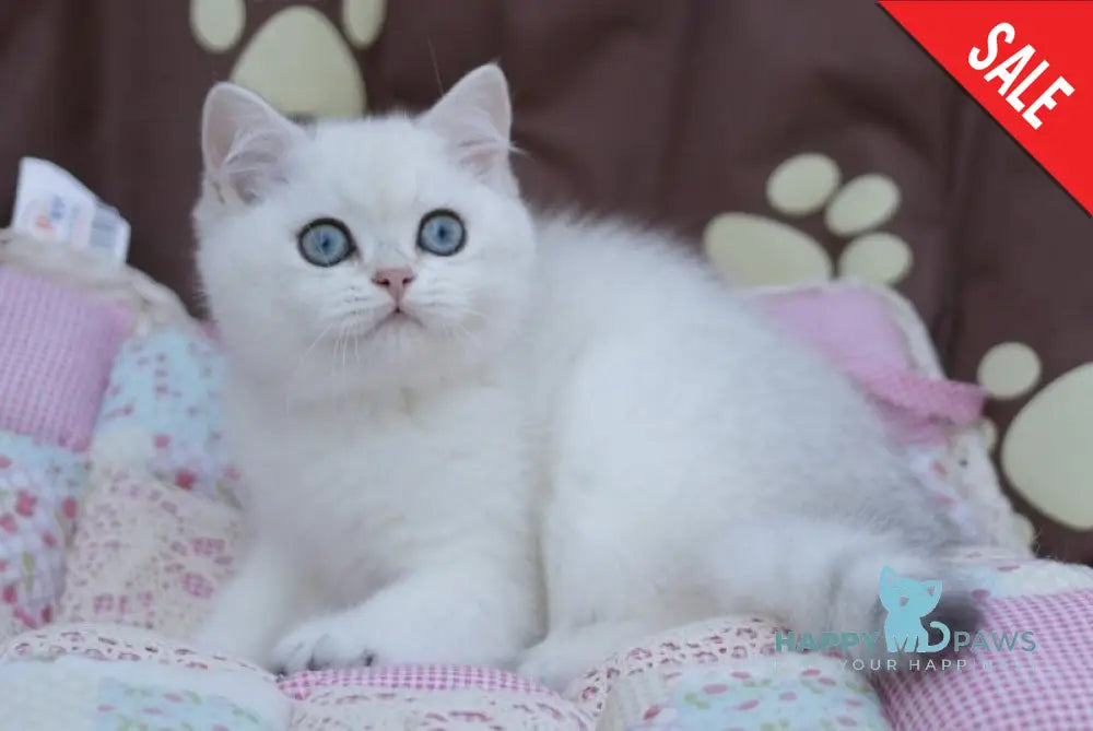 Zoe British Shorthair female black silver shaded pointed live animals