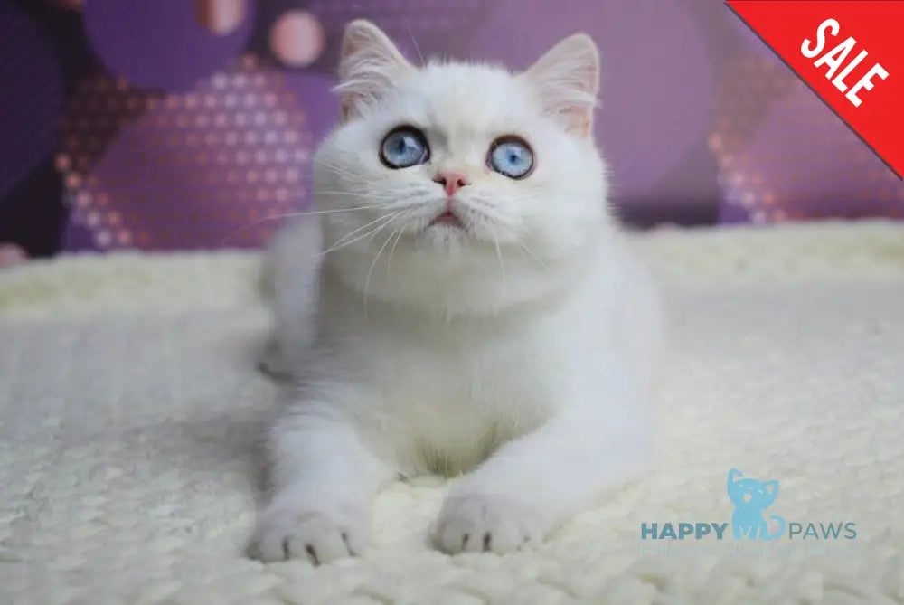 Zoe British Shorthair female black silver shaded pointed live animals