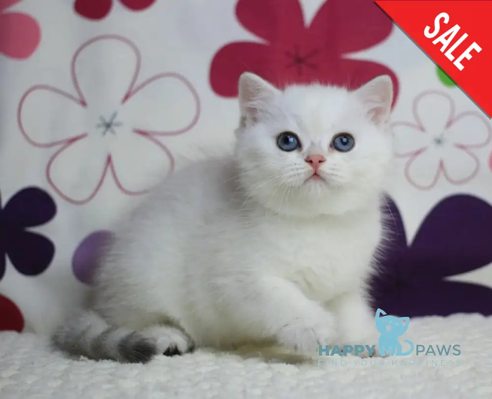 Zoe British Shorthair female black silver shaded pointed live animals