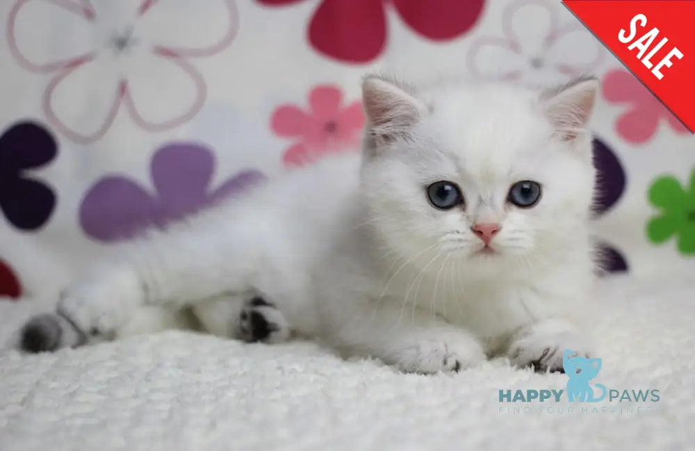 Zoe British Shorthair female black silver shaded pointed live animals