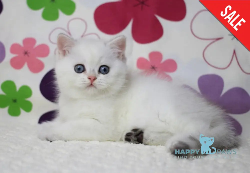 Zoe British Shorthair female black silver shaded pointed live animals