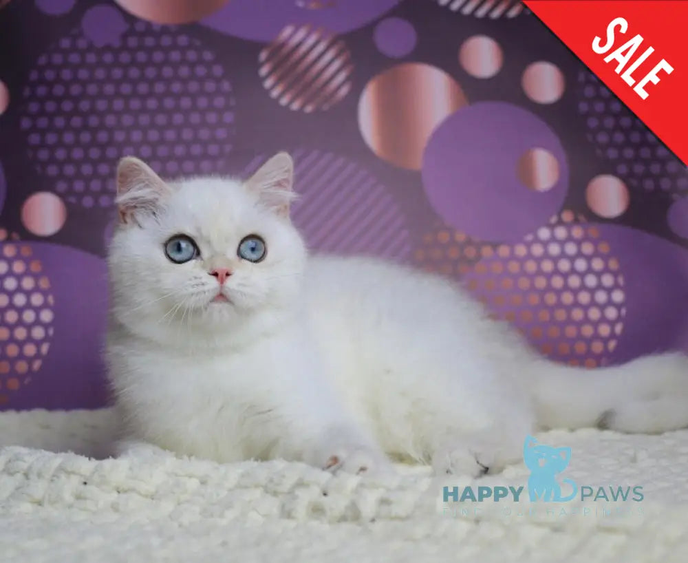 Zoe British Shorthair female black silver shaded pointed live animals