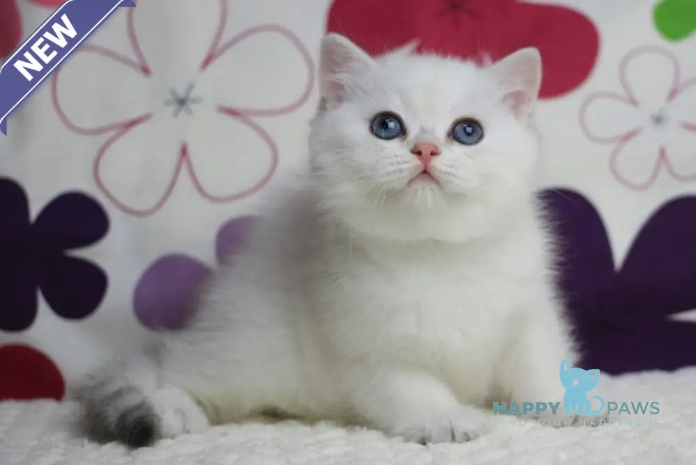Zoe British Shorthair female black silver shaded pointed live animals