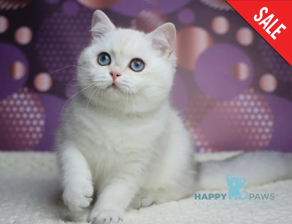 Zoe British Shorthair female black silver shaded pointed live animals