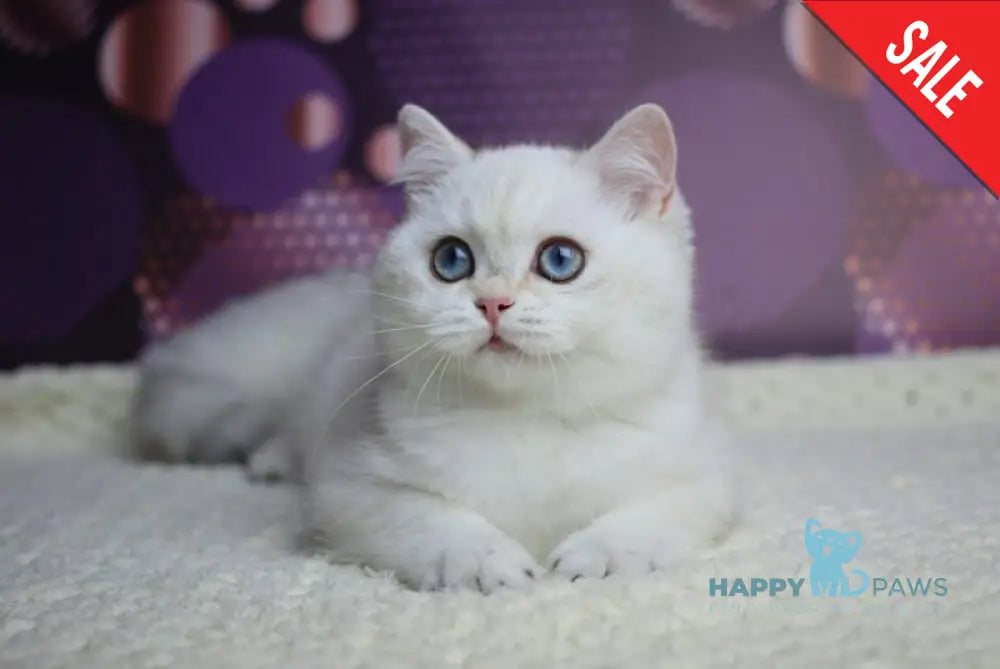 Zoe British Shorthair female black silver shaded pointed live animals