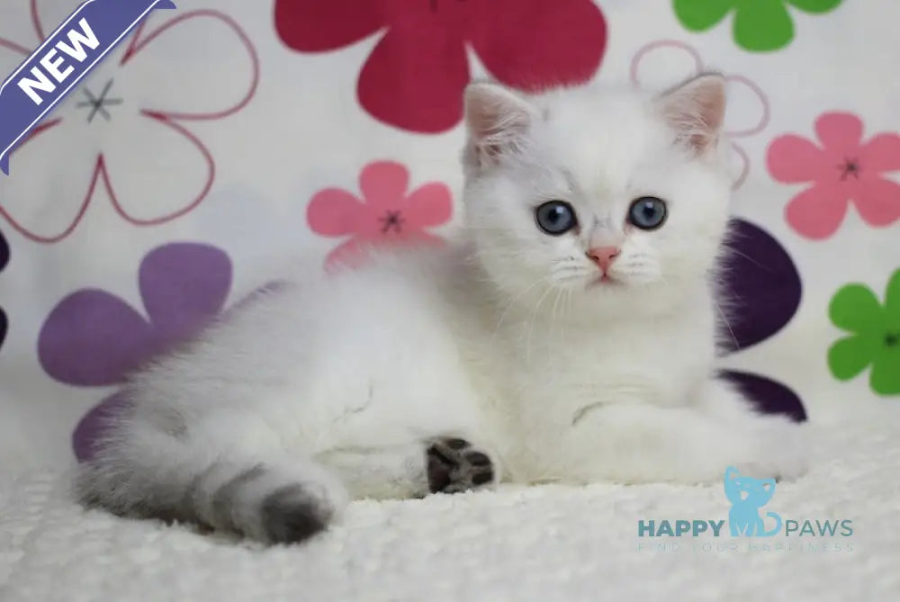 Zoe British Shorthair female black silver shaded pointed live animals
