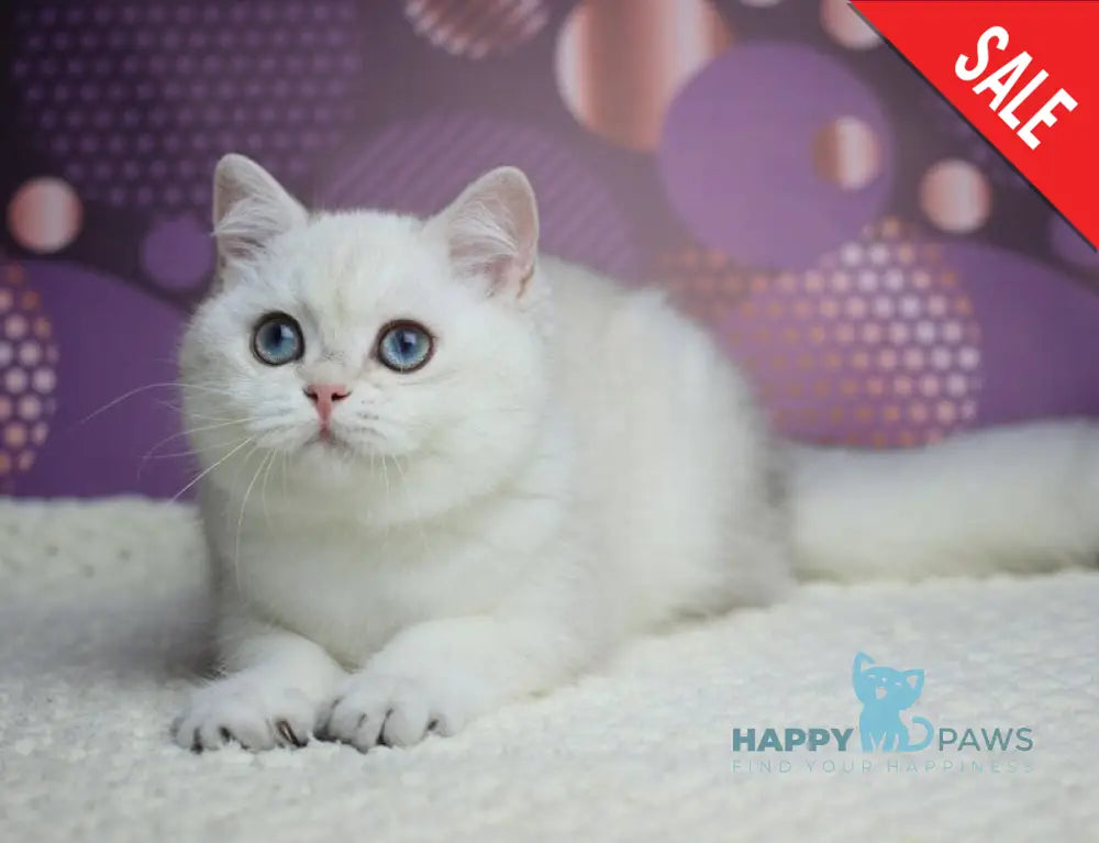 Zoe British Shorthair female black silver shaded pointed live animals
