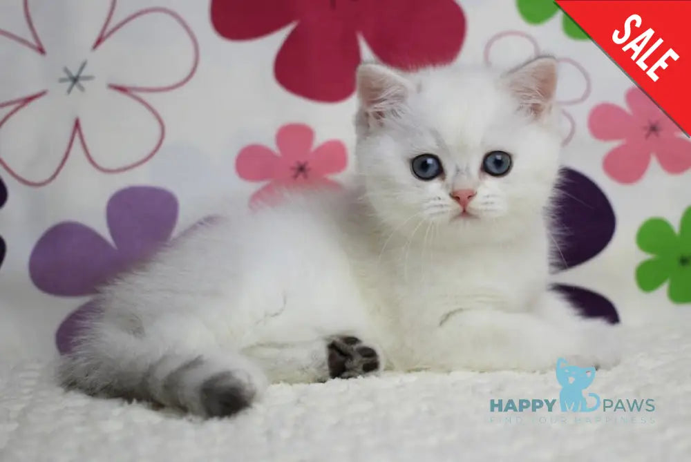 Zoe British Shorthair female black silver shaded pointed live animals
