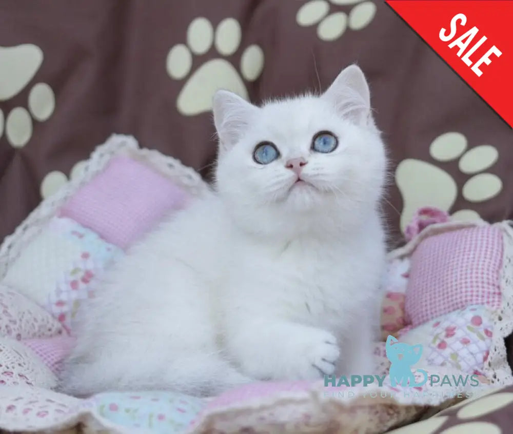 Zoe British Shorthair female black silver shaded pointed live animals