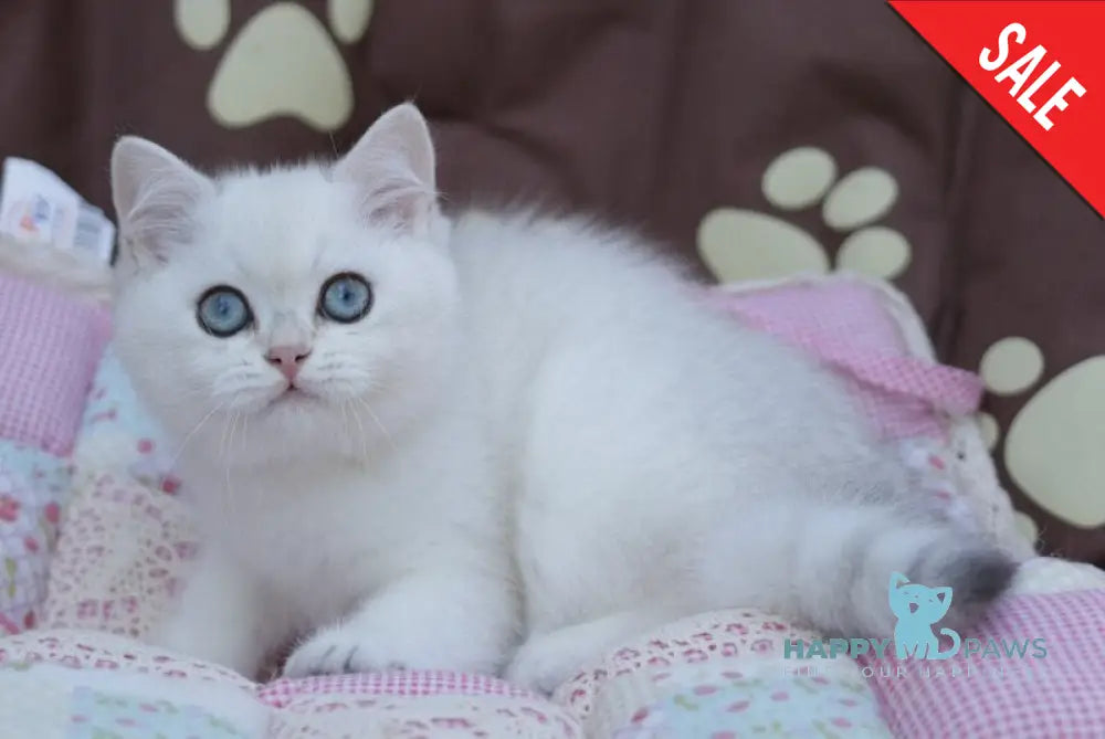 Zoe British Shorthair female black silver shaded pointed live animals