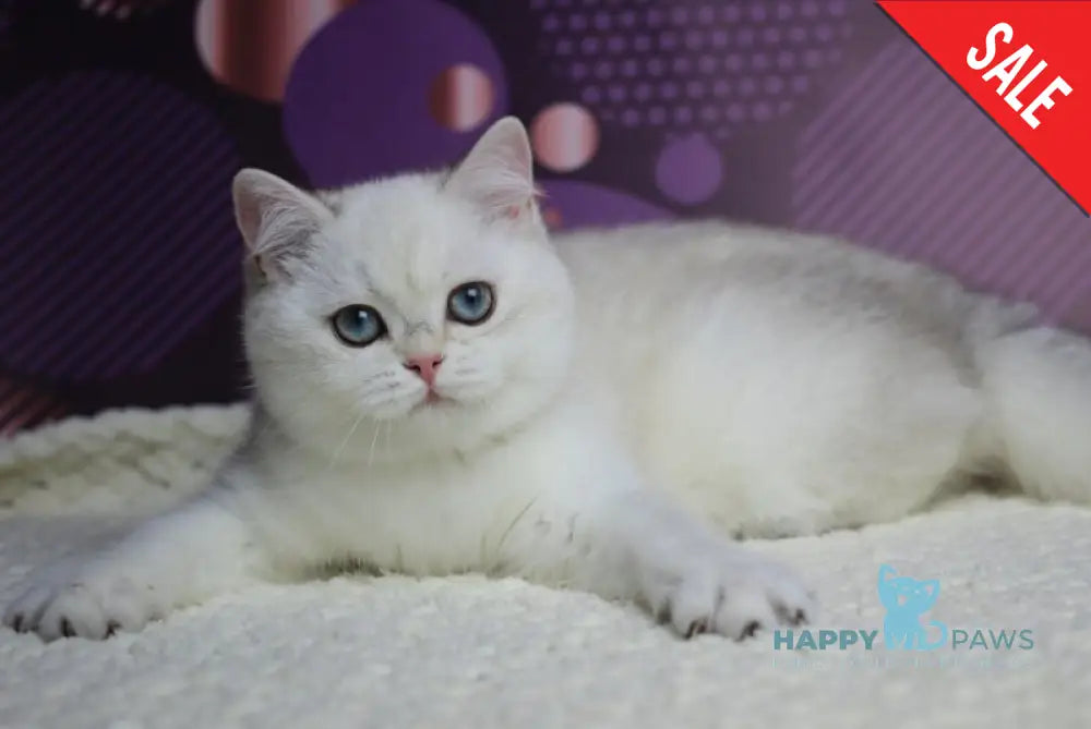 Zoe British Shorthair female black silver shaded pointed live animals
