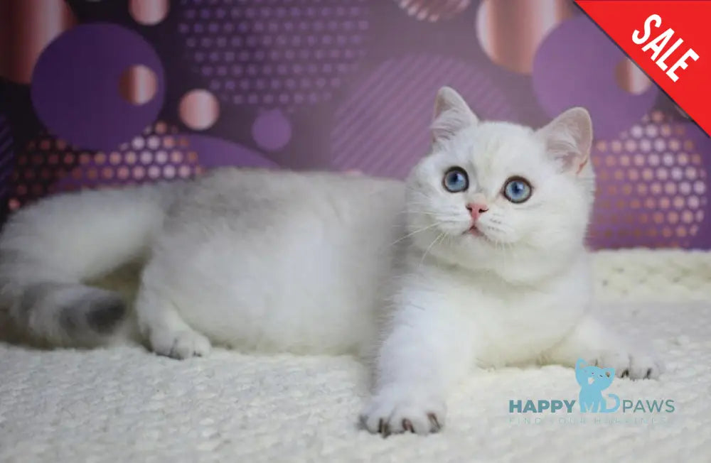 Zoe British Shorthair female black silver shaded pointed live animals