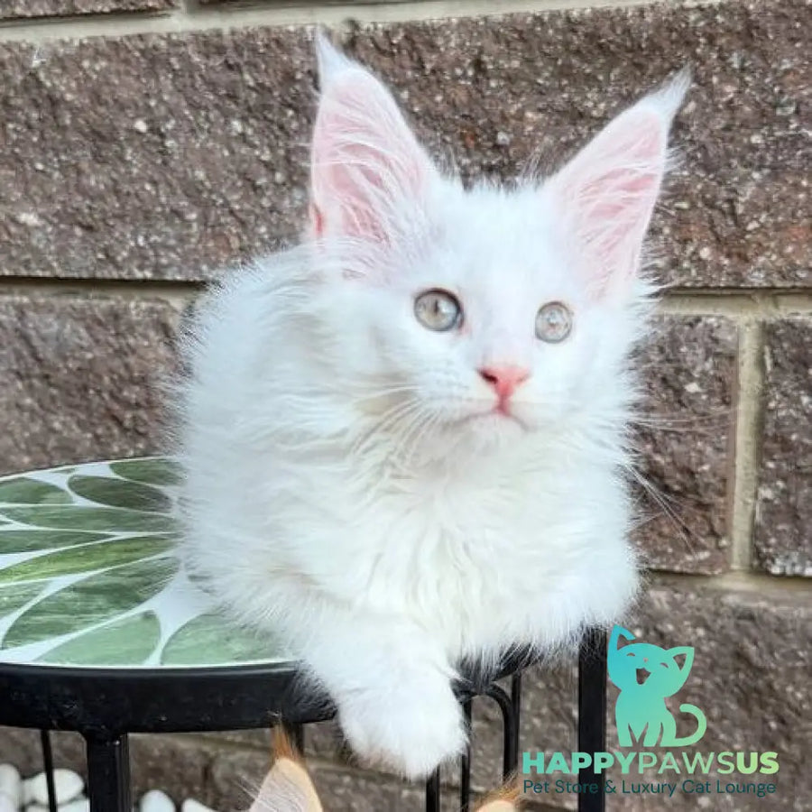 Zoe Maine Coon female white - live animals