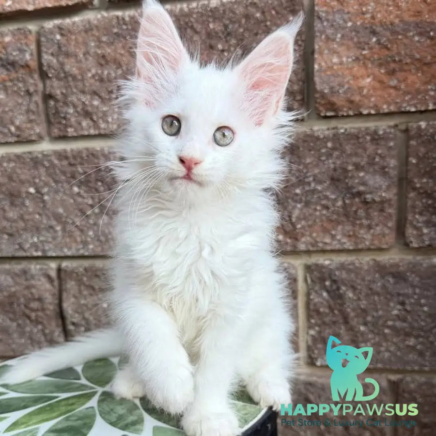 Zoe Maine Coon female white - live animals