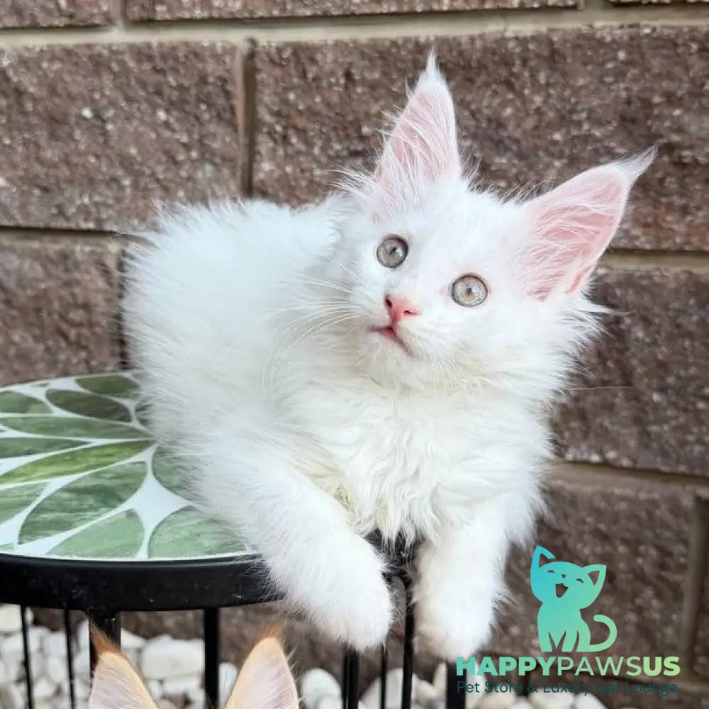 Zoe Maine Coon female white - live animals