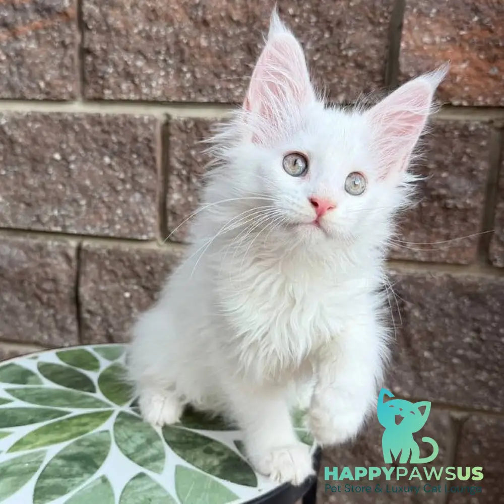 Zoe Maine Coon female white - live animals