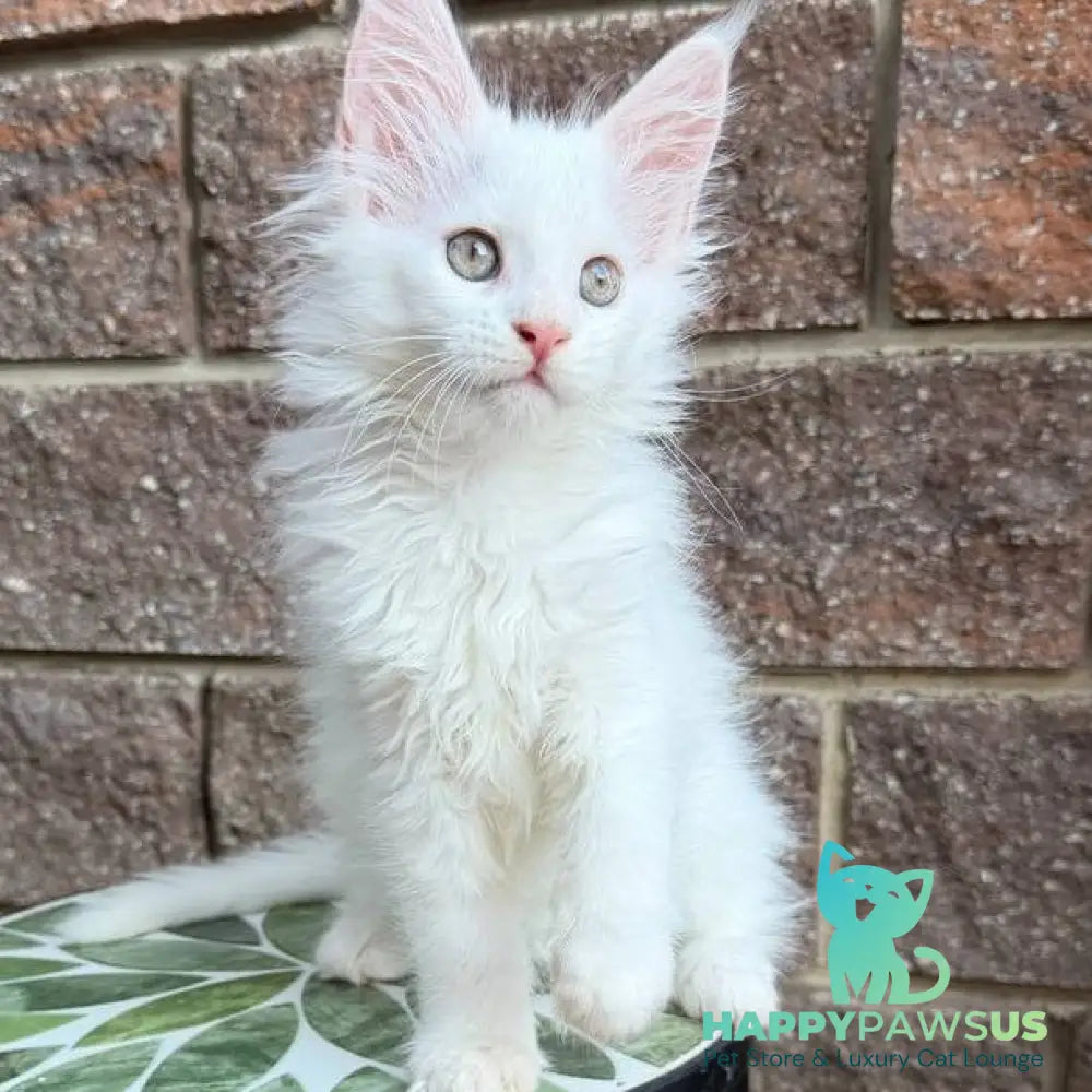 Zoe Maine Coon female white - live animals