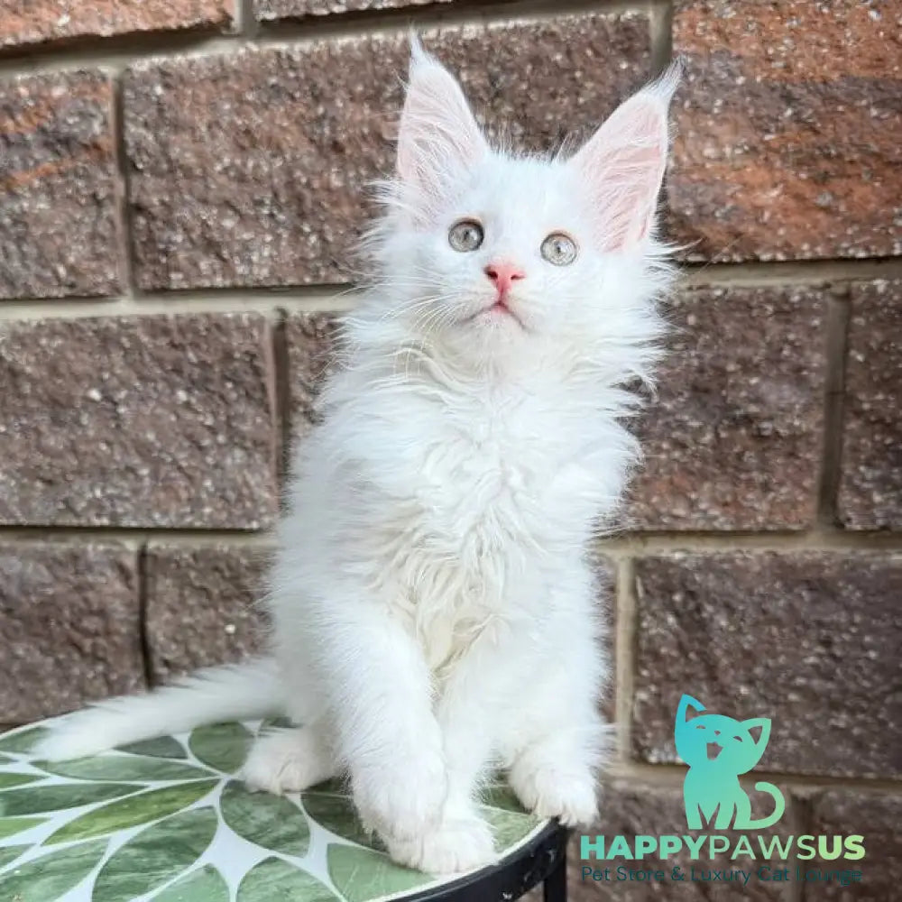 Zoe Maine Coon female white - live animals