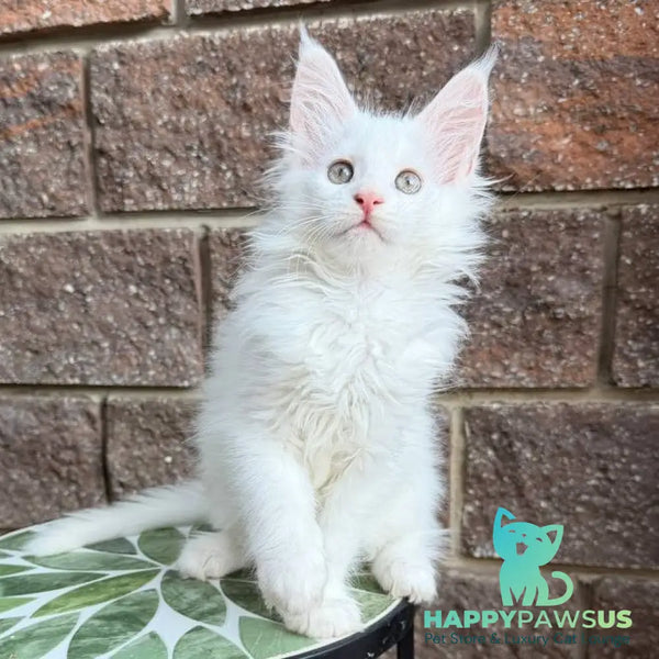 Zoe Maine Coon female white - live animals