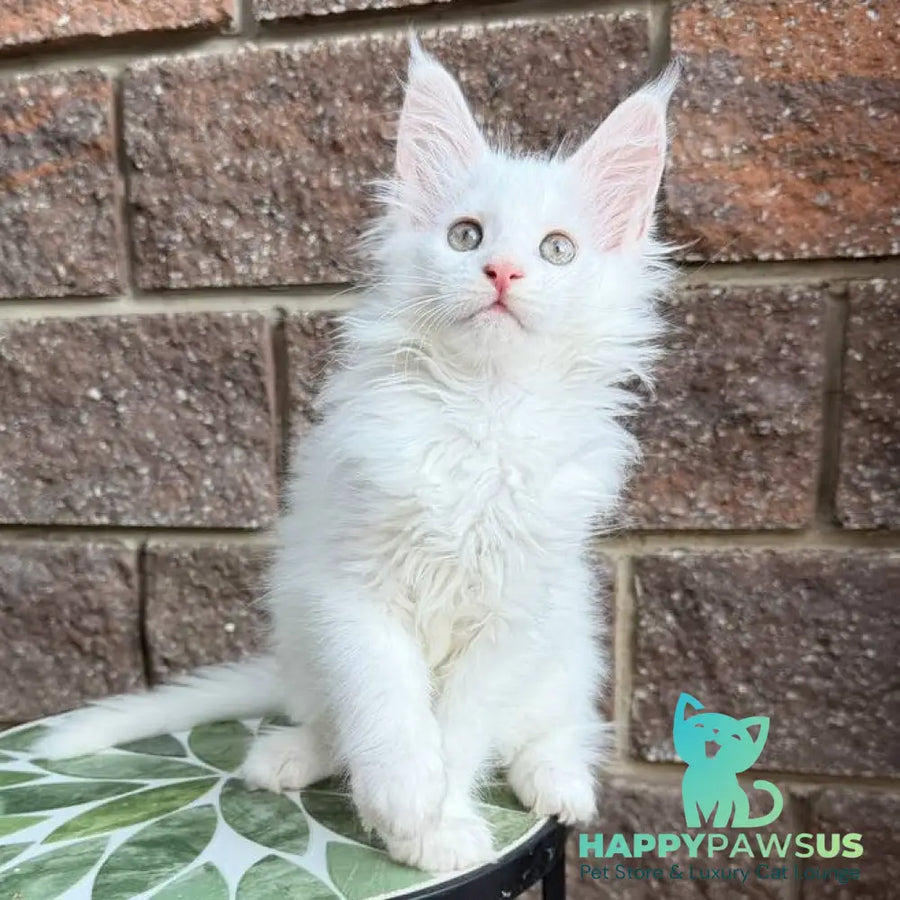 Zoe Maine Coon female white - live animals