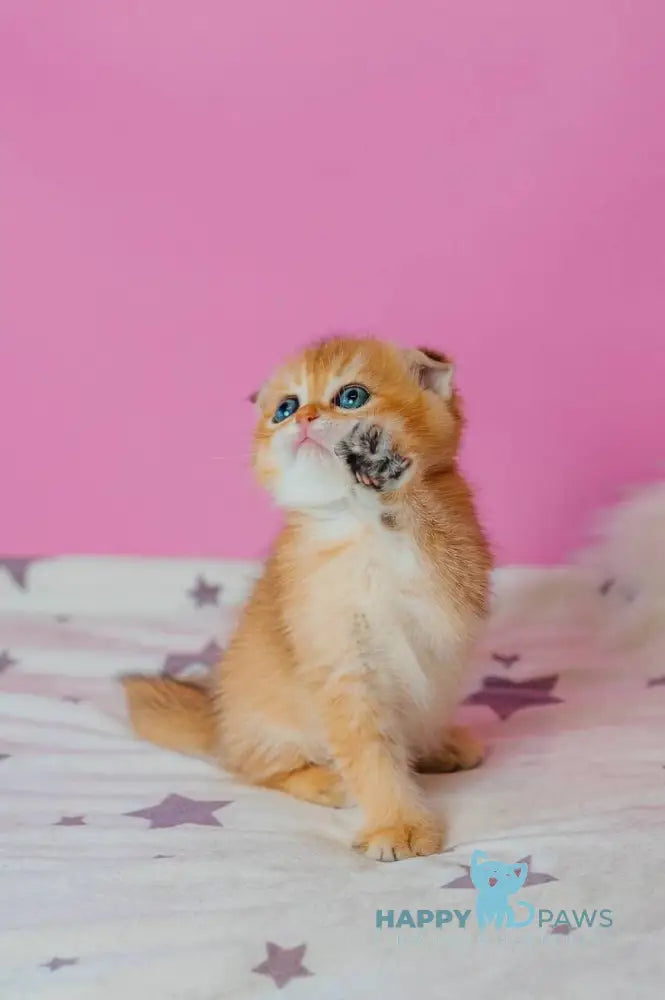 Zoe Scottish Fold female black golden shaded live animals