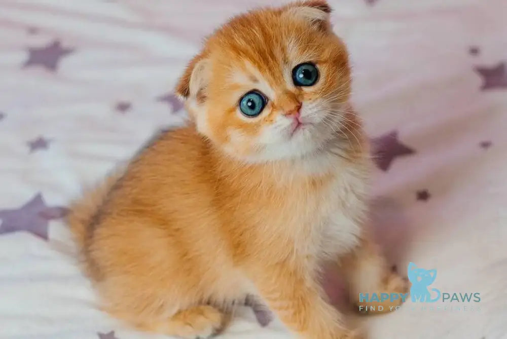 Zoe Scottish Fold female black golden shaded live animals