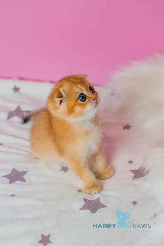 Zoe Scottish Fold female black golden shaded live animals