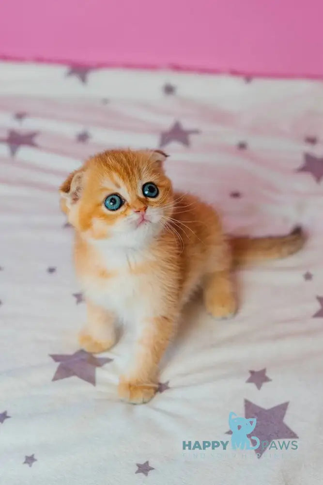 Zoe Scottish Fold female black golden shaded live animals