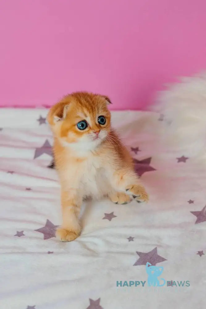 Zoe Scottish Fold female black golden shaded live animals